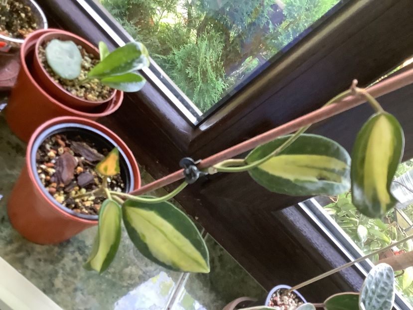  - Macrophilla Pot of Gold