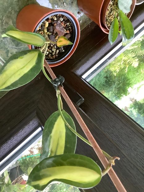  - Macrophilla Pot of Gold