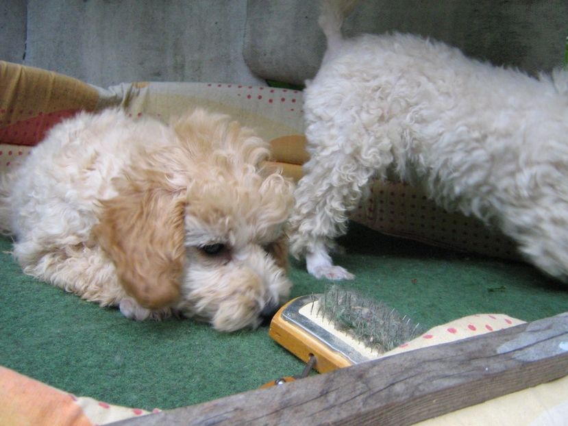  - MUKY_ ceva special