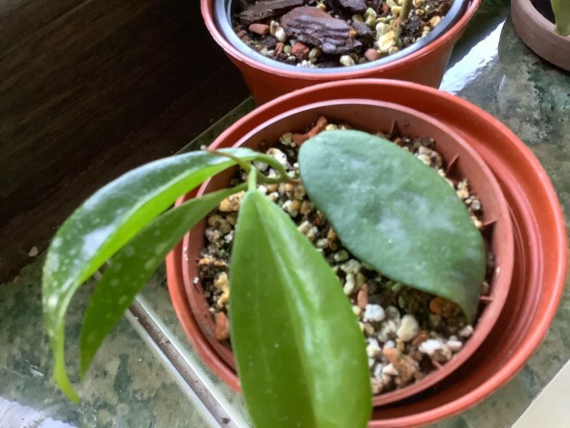 E91BE5B1-788B-4D58-975B-C8A0F0E9110B - Neo Ebudica