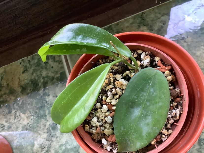 FA190041-BD1D-4FFE-A23B-446010318230 - Neo Ebudica