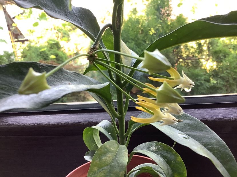  - Multiflora