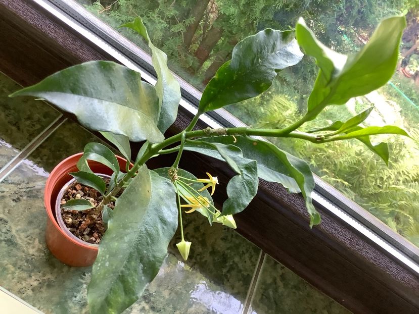  - Multiflora