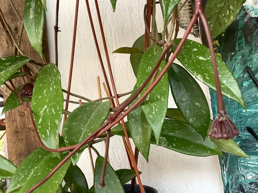  - Pubicalyx Pink Silver