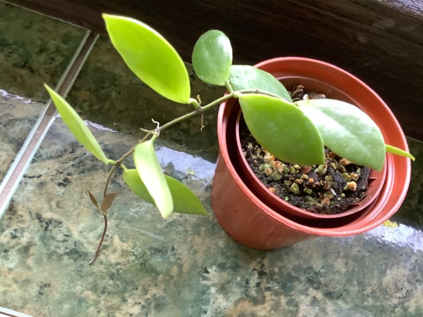 F93BA01C-8995-4067-9EBC-EF063327855D - PseudoLittoralis