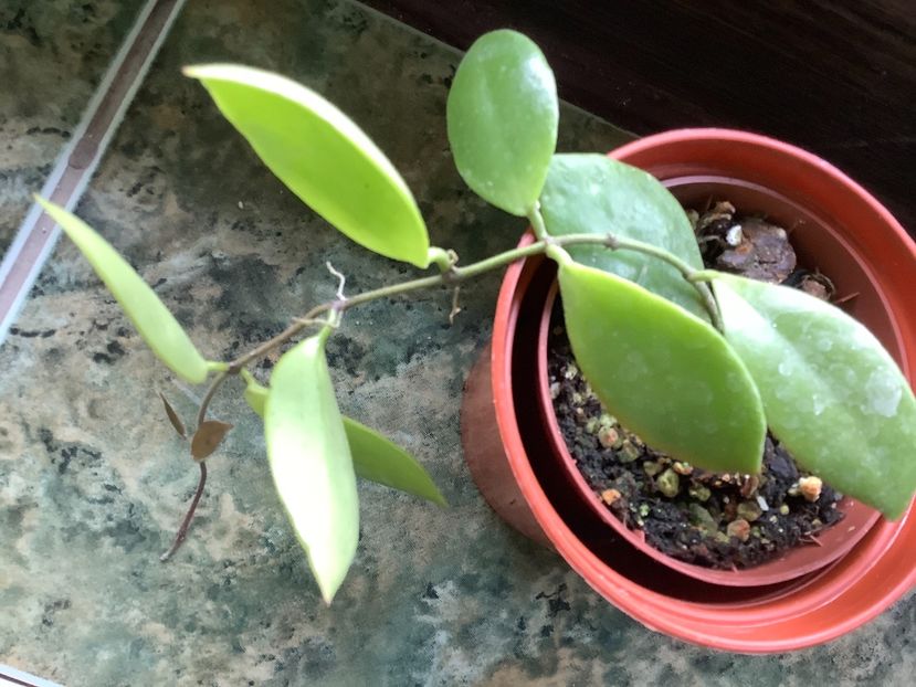 F1DE5EDB-CE7D-4282-BD1C-3449178E48A8 - PseudoLittoralis