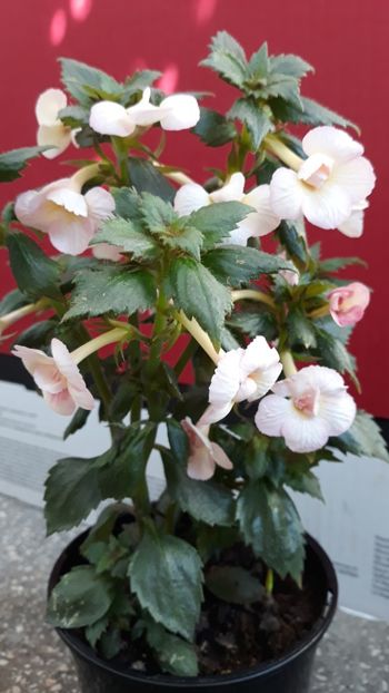  - 001 2021 - Amelia Vitorino Sport