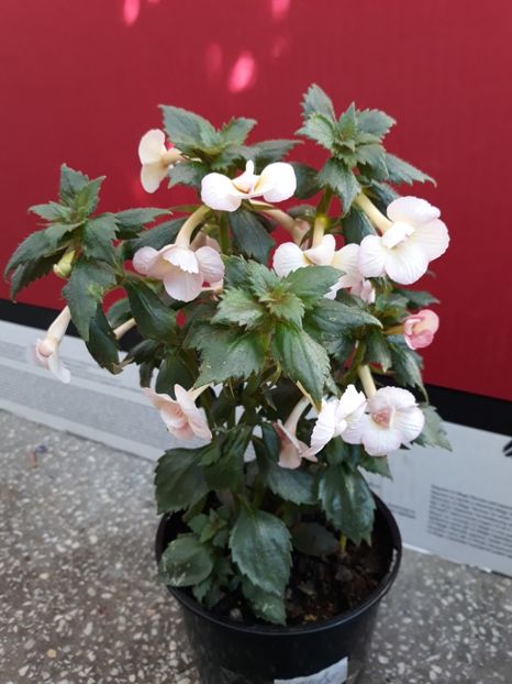  - 001 2021 - Amelia Vitorino Sport