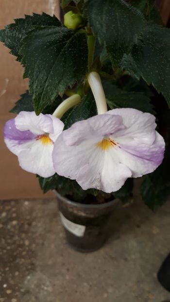  - R21 - Blueberry Ripple