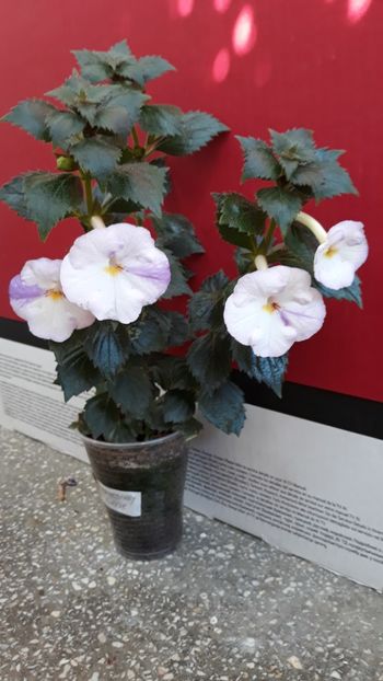  - R21 - Blueberry Ripple