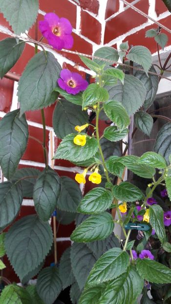 Harry si Flava - Harry Williams