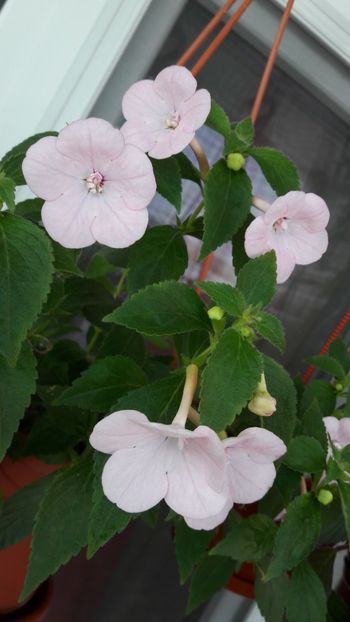 Double pink - 10 Achimenes 2019