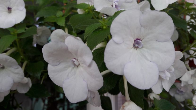 Double picotte:) - 10 Achimenes 2019