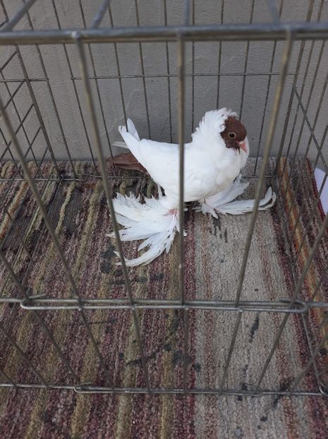 received_434041700779886 - 04 Cap de maur