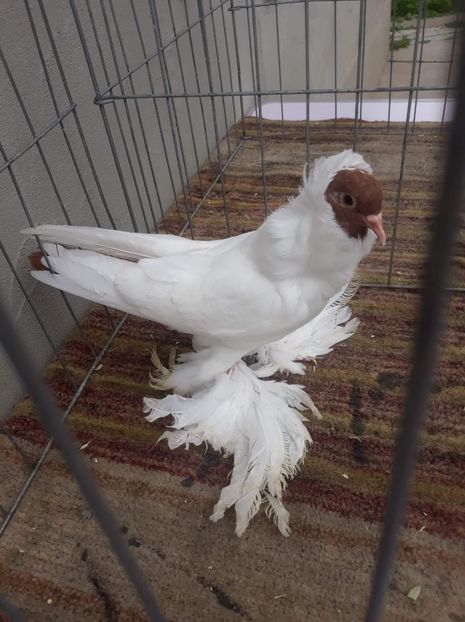 received_455932134982523 - 04 Cap de maur