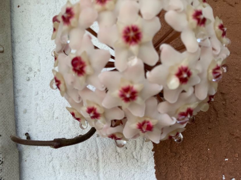  - Hoya Carnosa Floarea de ceara 2017