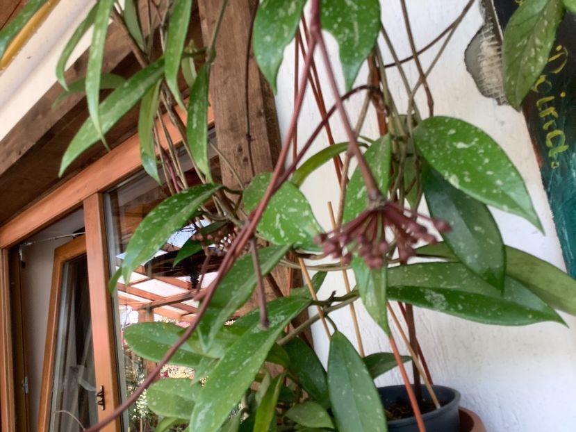  - Pubicalyx Pink Silver