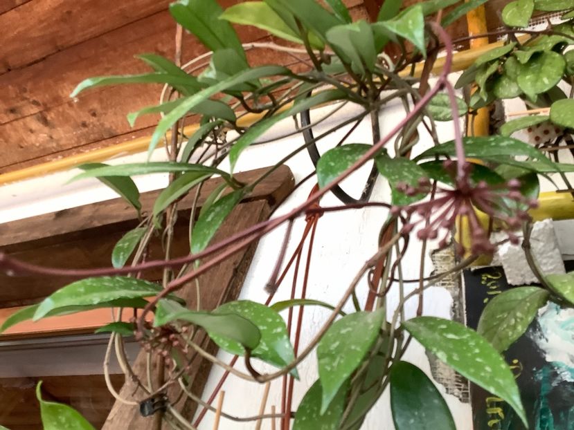  - Pubicalyx Pink Silver