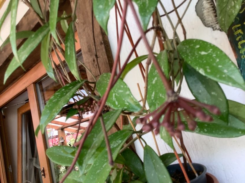  - Pubicalyx Pink Silver