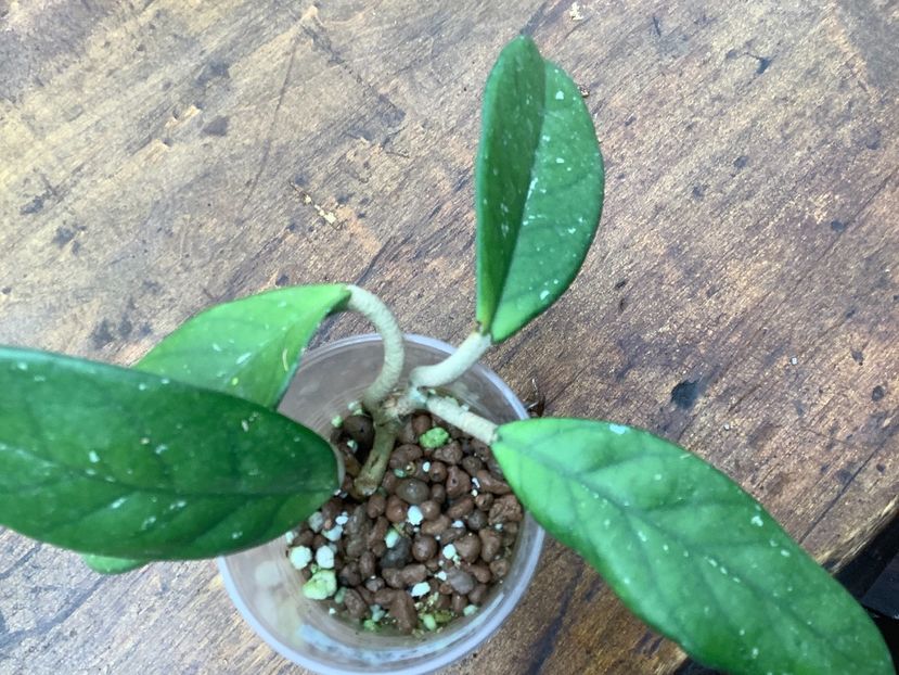  - Carnosa Big Flores