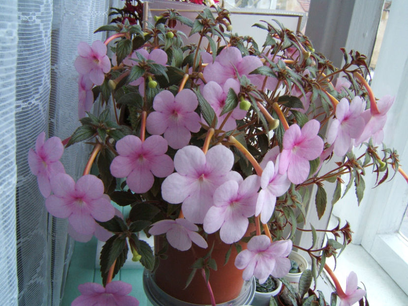 Peach blossom 2019 - Achimenes flori