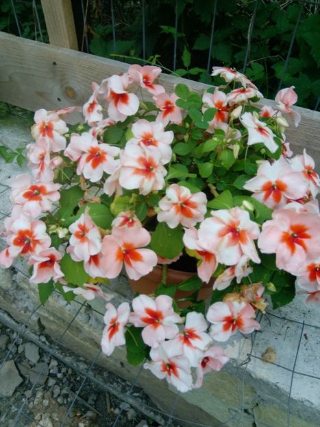 28 iulie - Impatiens 2019
