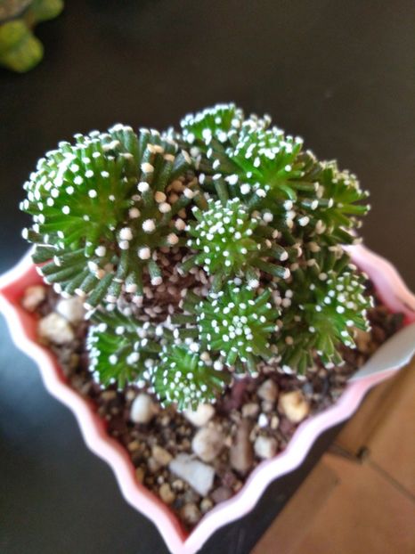  - Mammillaria