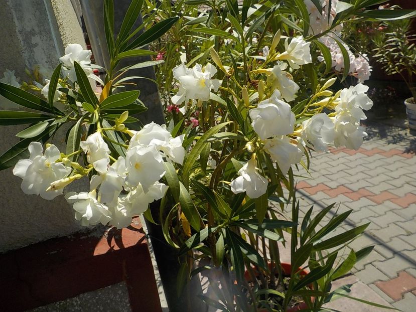  - mont blanc leandru nr 22