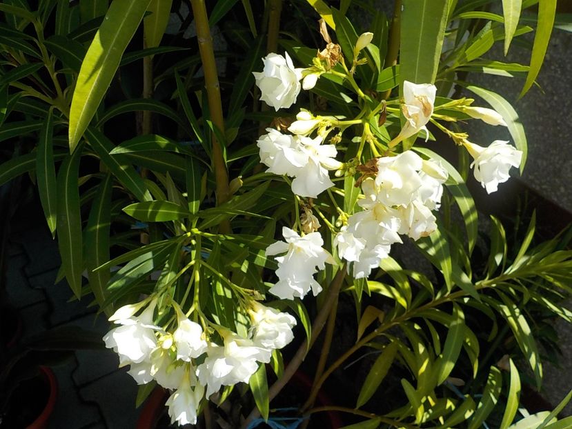  - mont blanc leandru nr 22