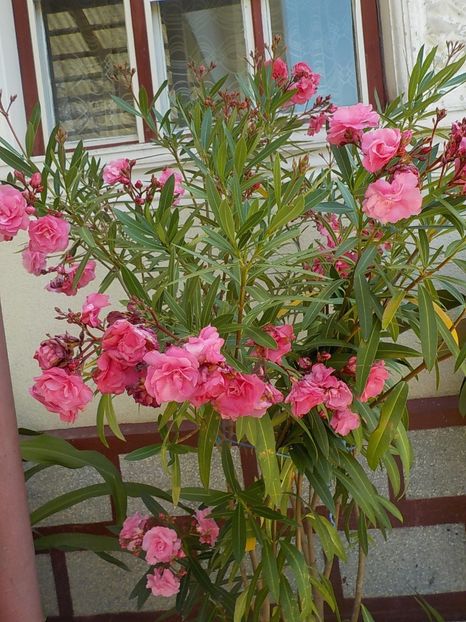  - roseum plenum 21