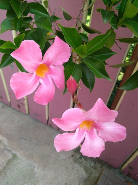  - Dipladenia-Allamanda