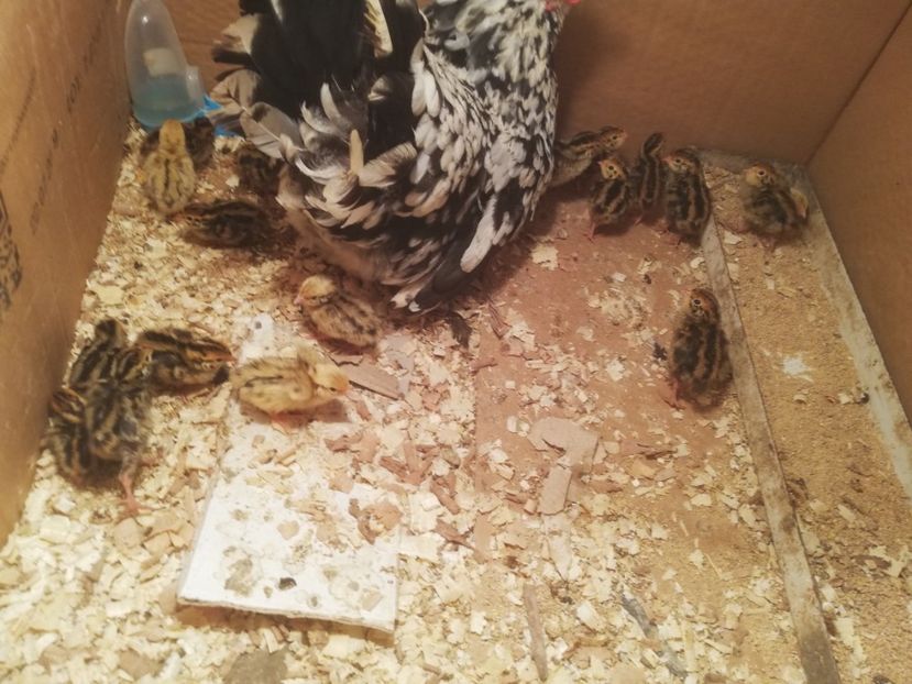  - e prepelite incubate natural