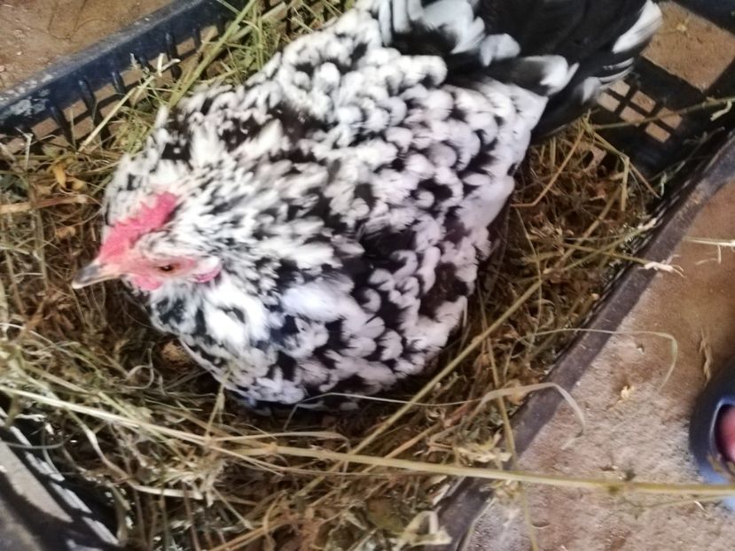  - e prepelite incubate natural