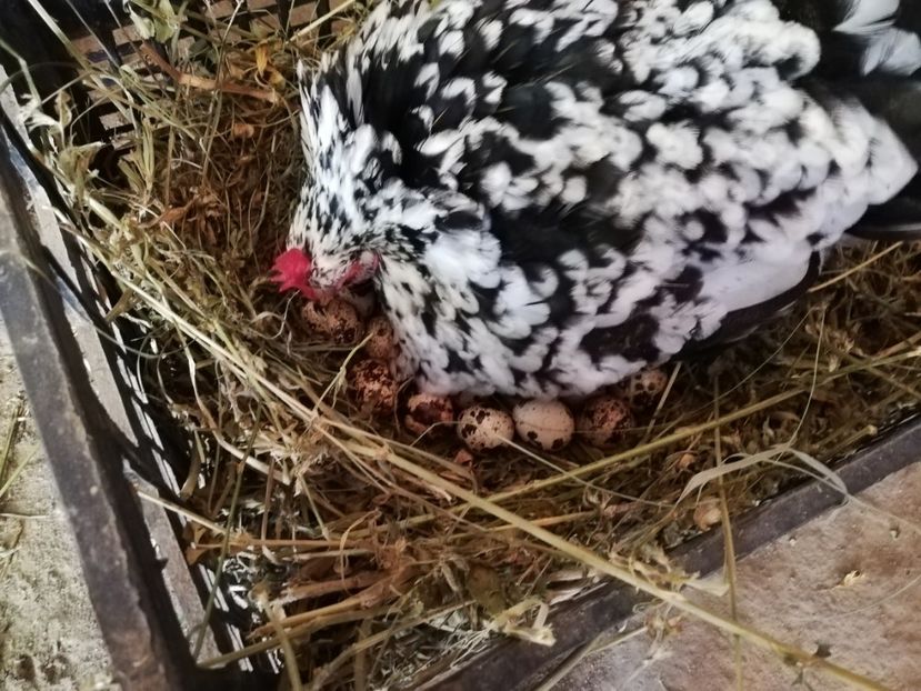  - e prepelite incubate natural