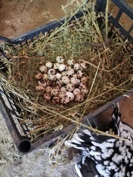  - e prepelite incubate natural