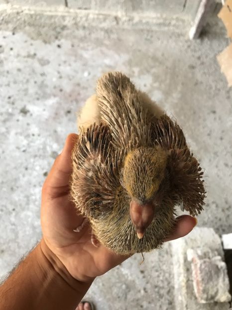 ECA52EBA-F142-4472-B3DF-B8F6E7C00EBA - Pui 2019