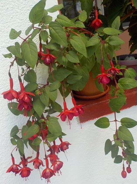  - fuchsii