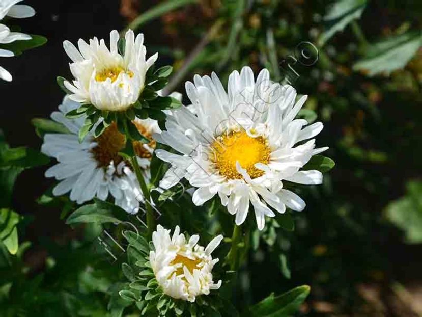 Callistephus_Ochiul boului - Flori gradina