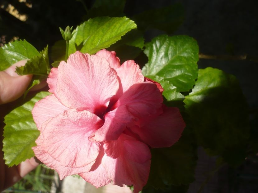 P1420354 - HIBISCUSI 2019-2