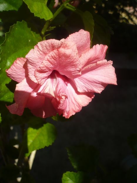 P1420355 - HIBISCUSI 2019-2