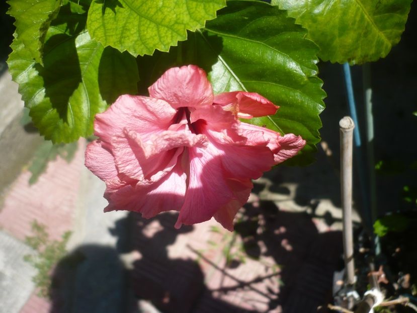 P1420356 - HIBISCUSI 2019-2