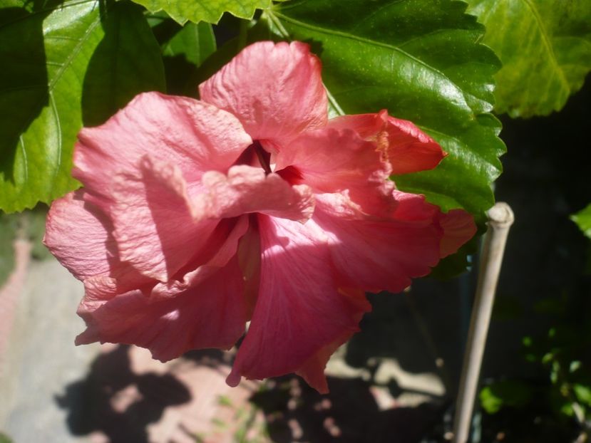 P1420357 - HIBISCUSI 2019-2