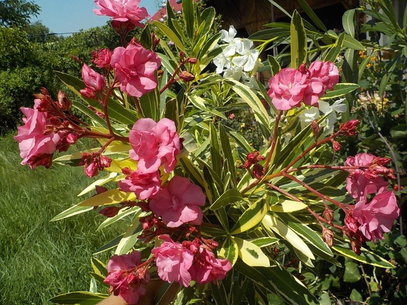 - variegat nr 24