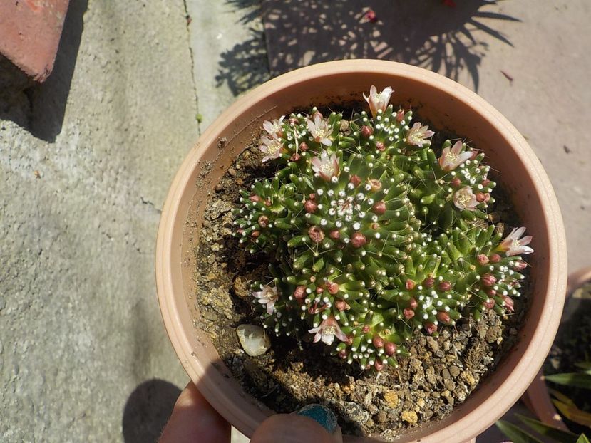  - mammillaria painteri