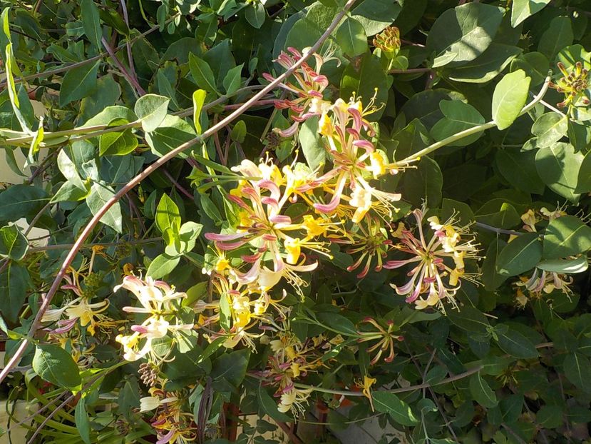  - lonicera