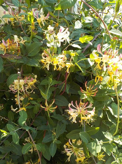  - lonicera