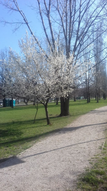 Primăvara în parcul Izvor... - București