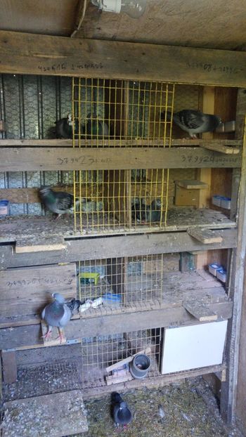 20190728_123422_HDR - Porumbeii de matca voliera veche