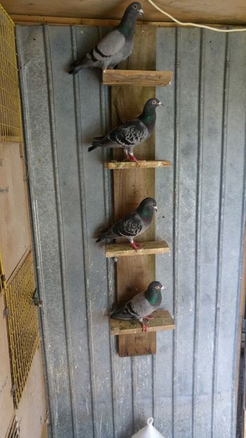 20190728_123400_HDR - Porumbeii de matca voliera veche