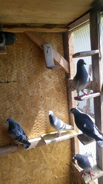 20190728_123350_HDR - Porumbeii de matca voliera veche